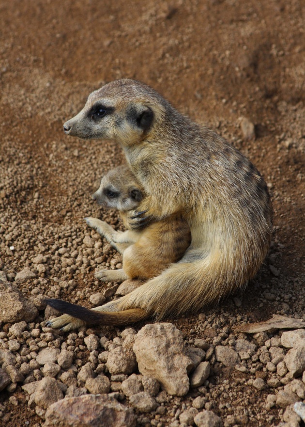 zoo jihlava surikata mlade