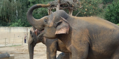 zoo slon